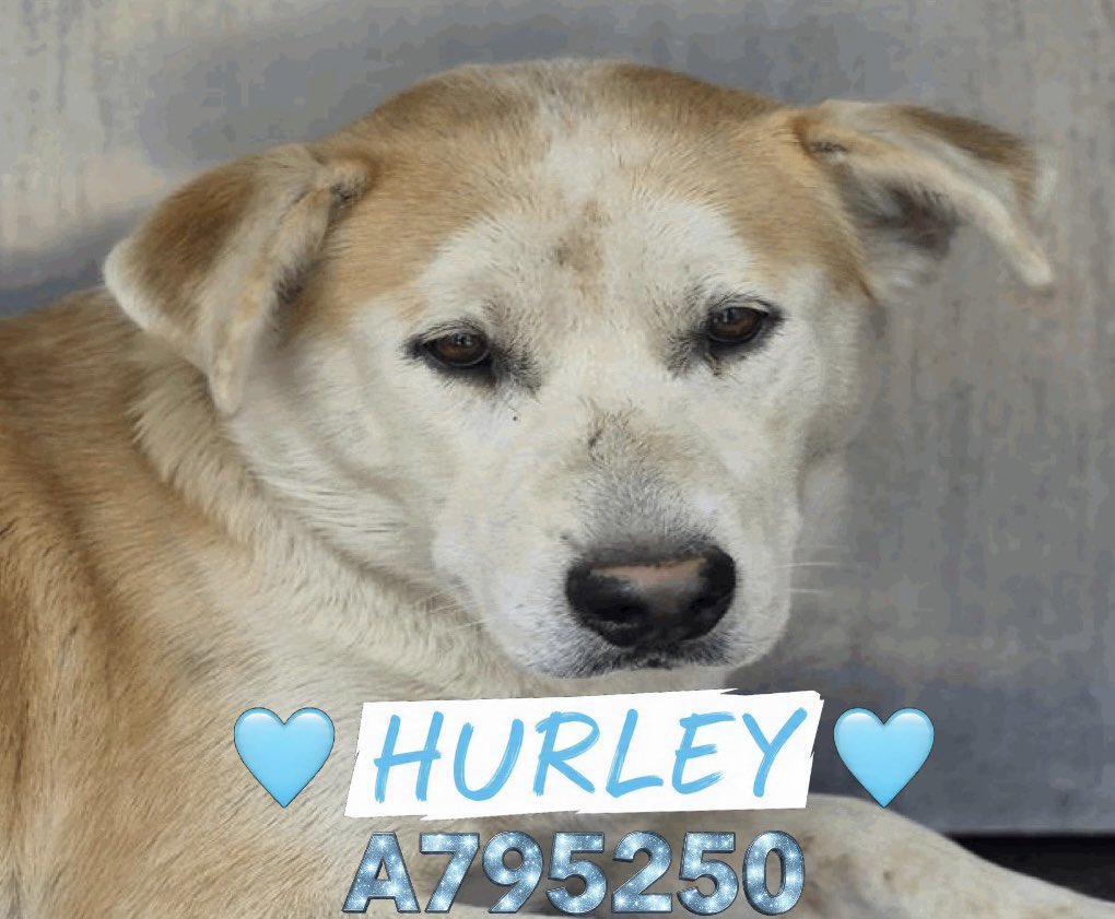 🆘 INJURED DOG CAN BE KILLED ANYTIME BY #SANANTONIO ACS #TEXAS‼️

🩵 HUMPHREY 🩵#A795250 
4yo M, 52lb
💘Very sweet

☠️Deadline 2/17

🚨Nonweight bearing in hindlegs, swollen LH &amp; defect palpated mid tibia RH. Vehicular trauma vs fem fx vs tibia fx

#AdoptDontShop #Foster #Pledge
