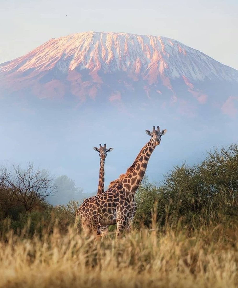 zoomafrika1's tweet photo. Beautiful view of Mount Kilimanjaro, Tanzania 🇹🇿 https://t.co/O2jlc5AYcb