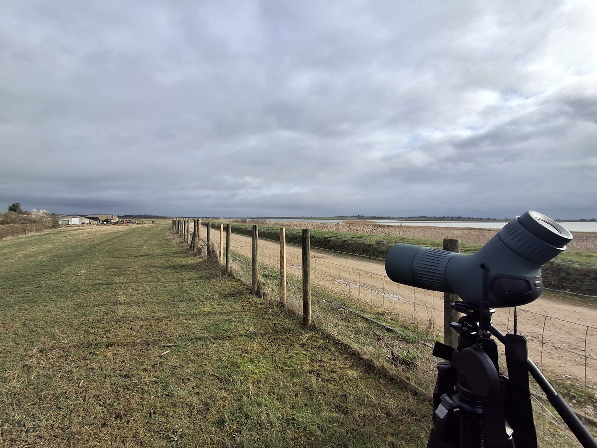 Swallow Birding & Wildlife tweet media