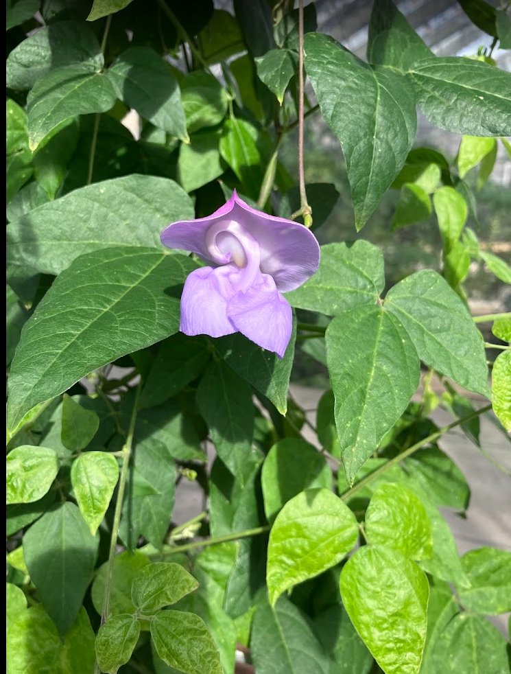 Jane Heitman Healy tweet media