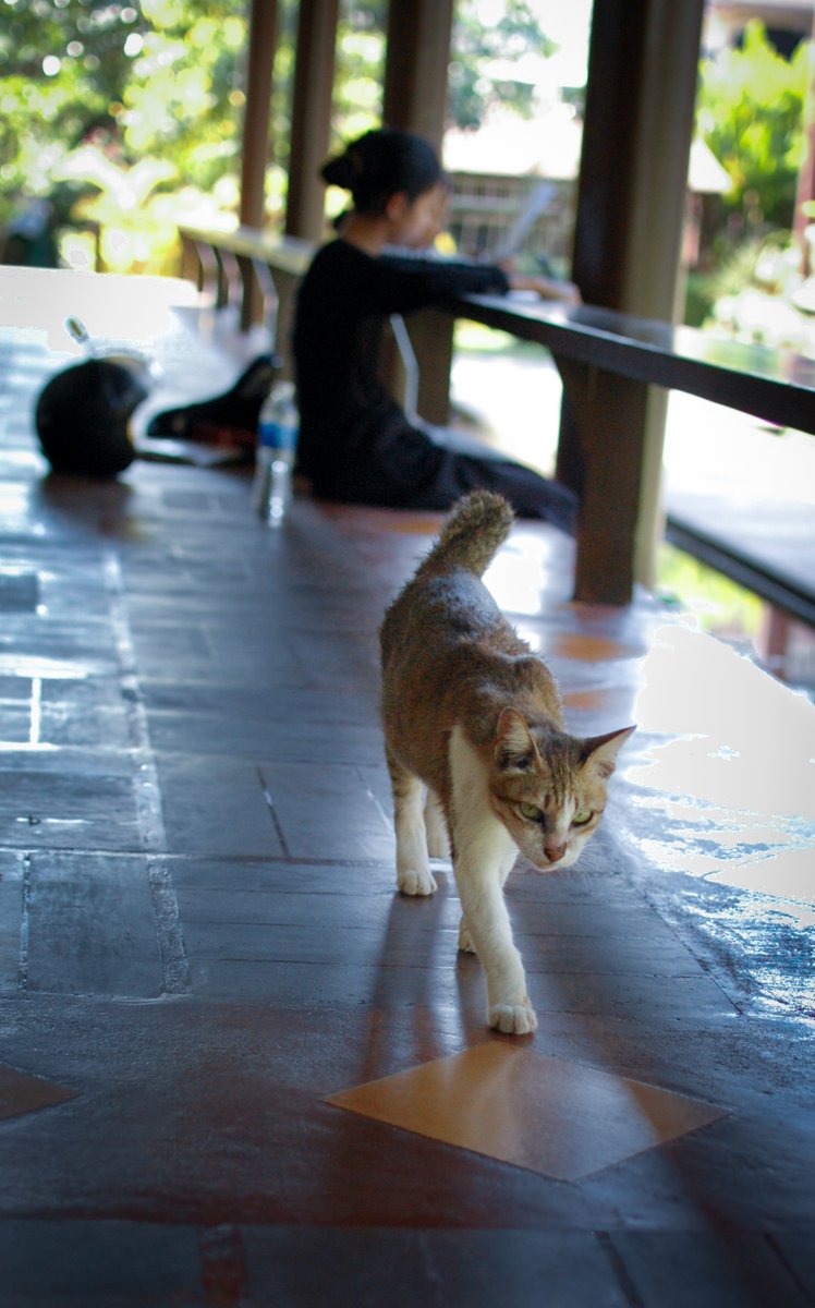 Lotus Design 🇰🇭 Cambodia tweet media