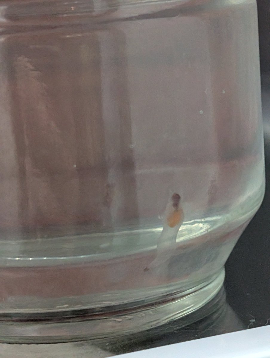 吉池で買ったクリオネは今日も元気