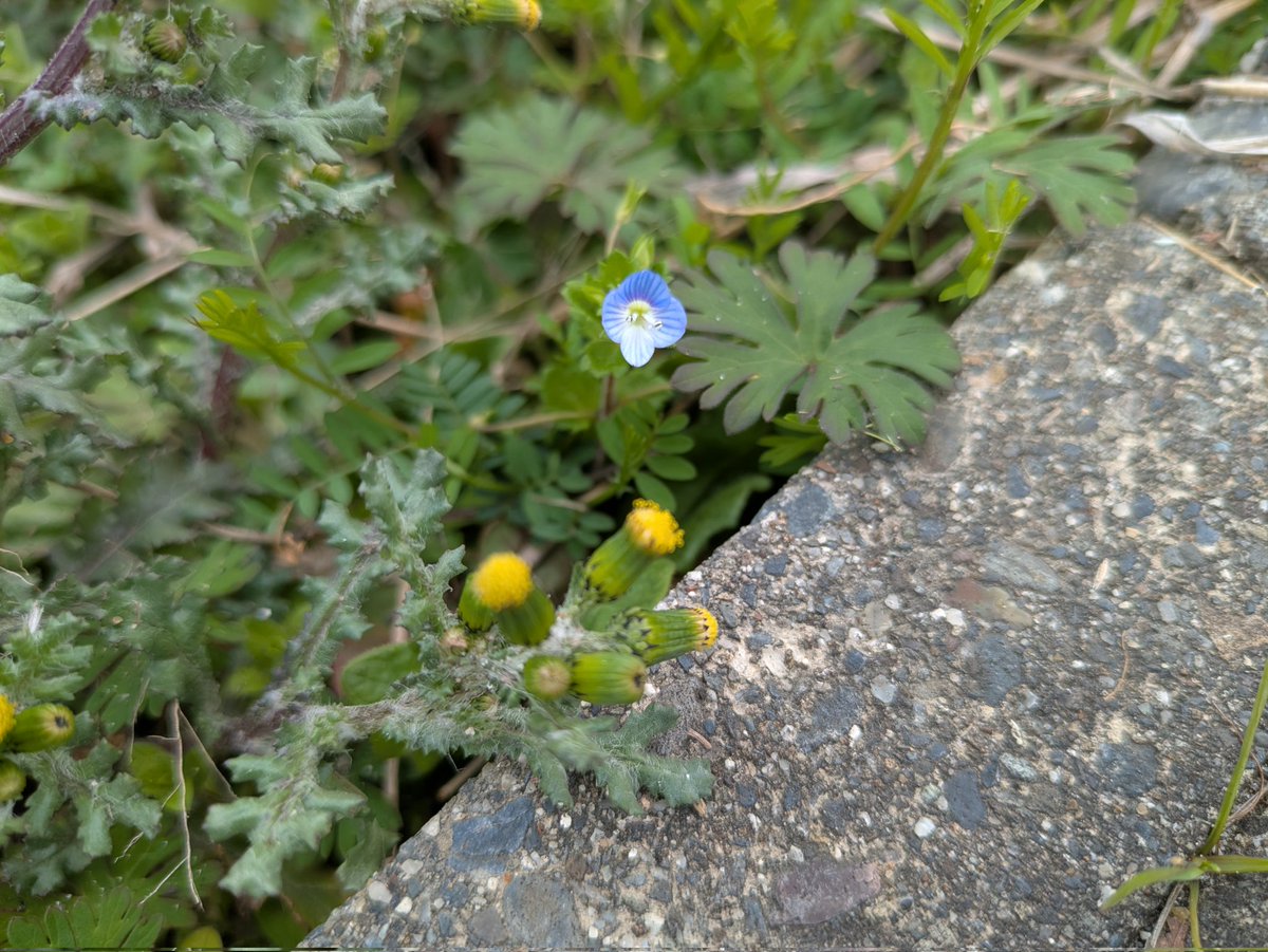 3pono_ma's tweet photo. 道ばた少しずつ色づいてきた☘️　
草花が気になり始めてもうすぐ9年目。　
まだまだ知らんことだらけだと気づく日々。見えてるようで見えてなかったり、見ようともしてなかったり。今年は初心にかえってじっくり向き合いたいな
#ハコベ 
#オオイヌノフグリ #ノボロギク
#ノゲシ 
#オランダミミナグサ https://t.co/2qmlnYVkqz