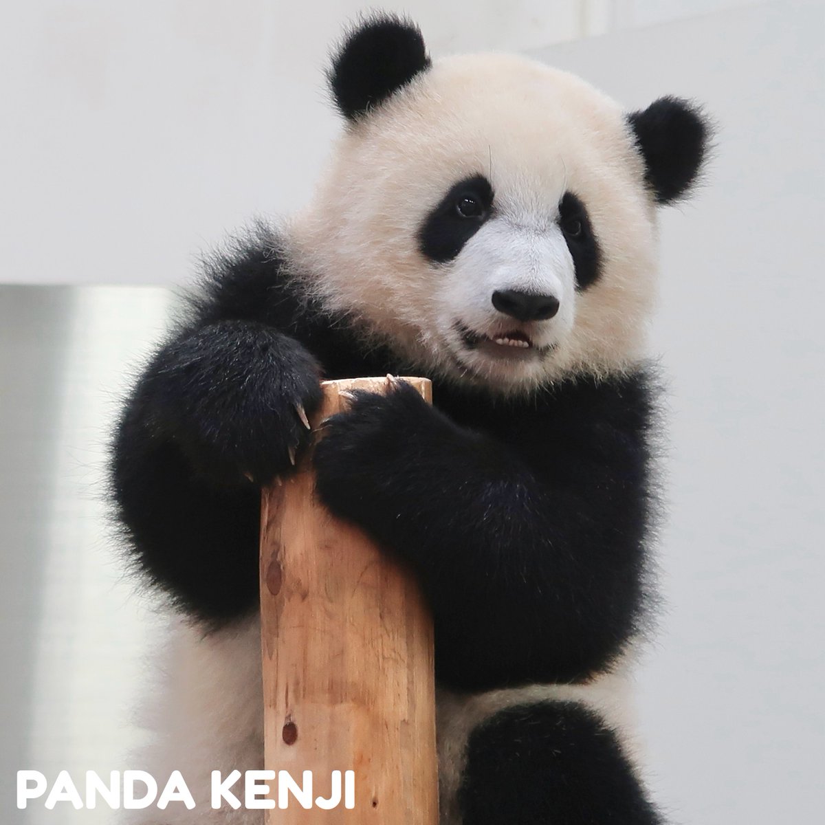 PANDA KENJI (@PANDA_KENJ1) / Posts / X