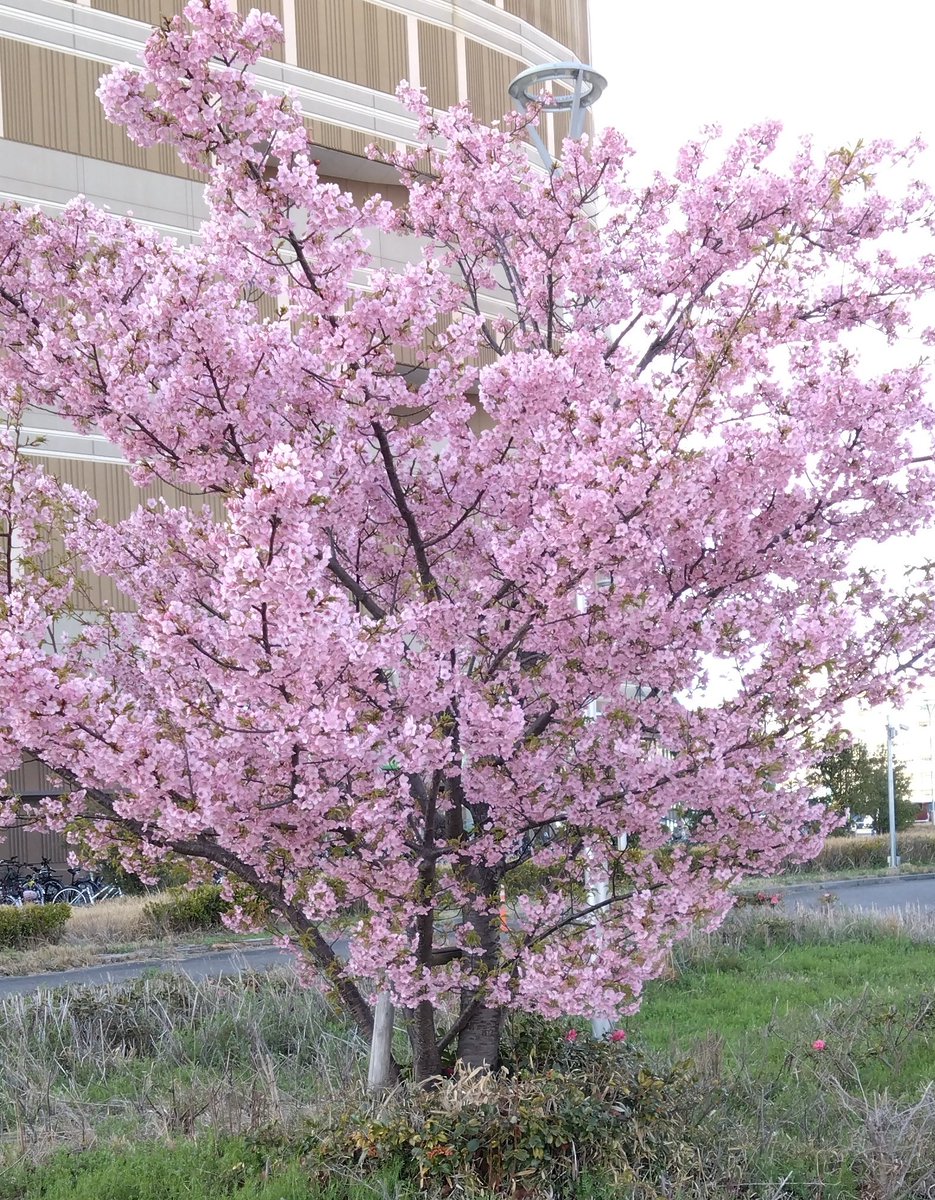 tfoahh's tweet photo. 春だね梅の花🌸あまりにも綺麗でまだ冷たい風が吹く中で、いち早く春を告げる梅の花🌸 https://t.co/vv2pH6U4dB