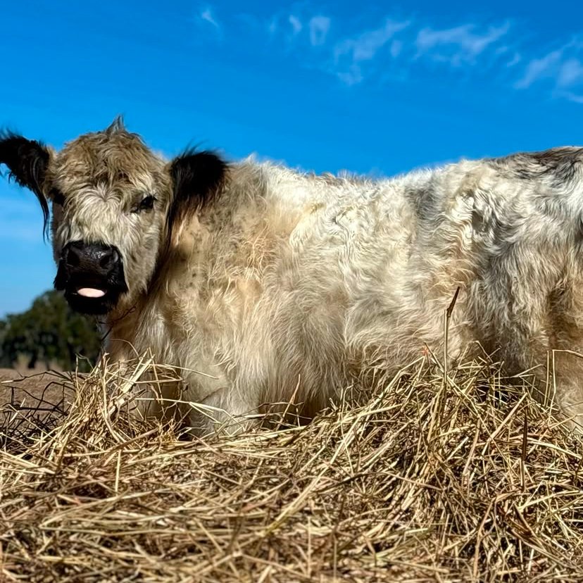 Cow of the Day🐮 tweet media