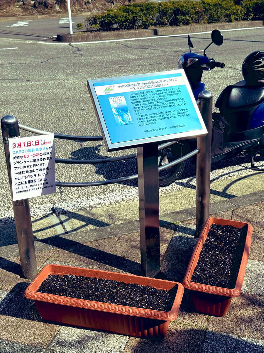 2026年3月1日 渋沢駅 ✨カラー球根の植え付け 🌱成長〜楽しみ😄 ✨ZARD