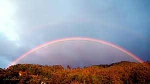 wilcheschaux tweet media