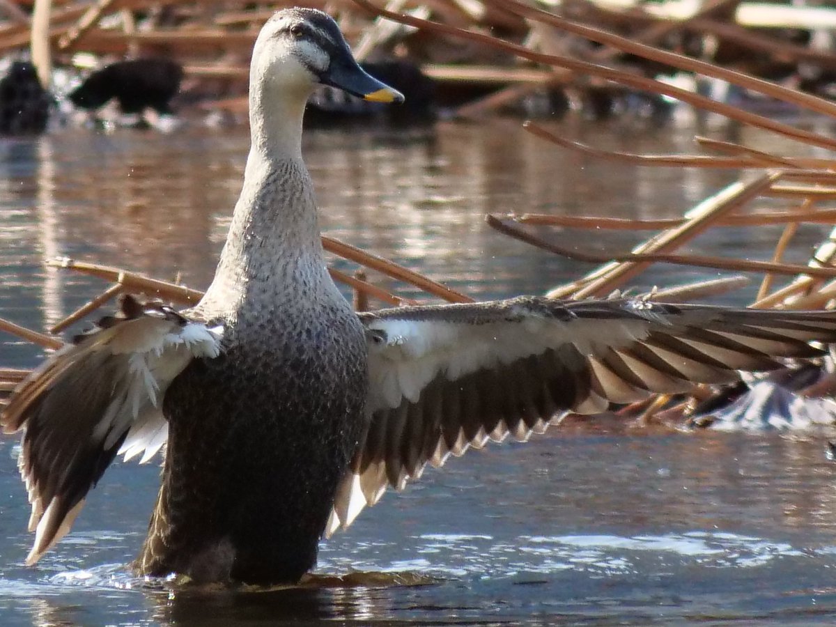 たろうー (@5t6ymDpz8mKM7ib) / Posts / X