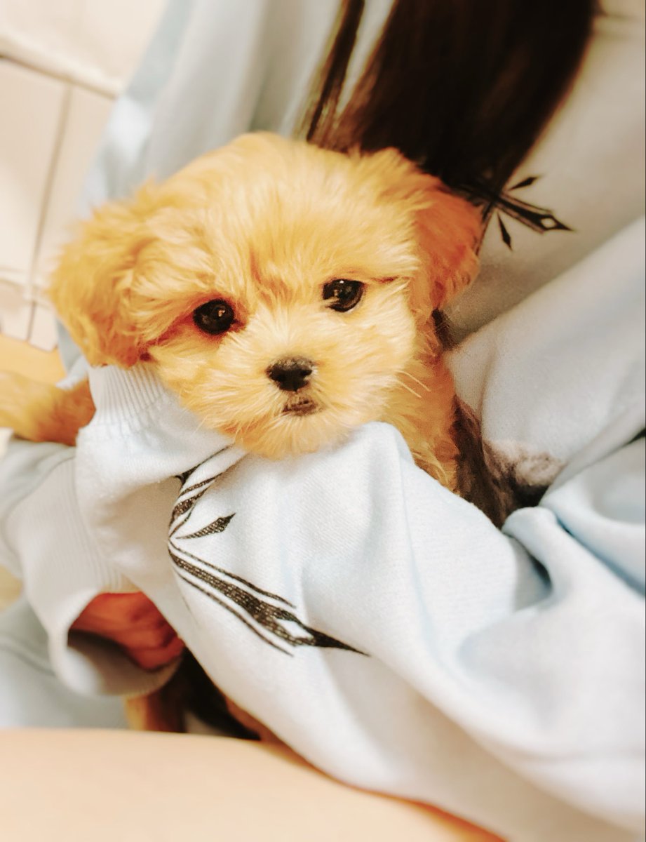 あやん/愛心-aisu-🎤オリ曲I'm a Screamer (@aginyan08) / Posts / X