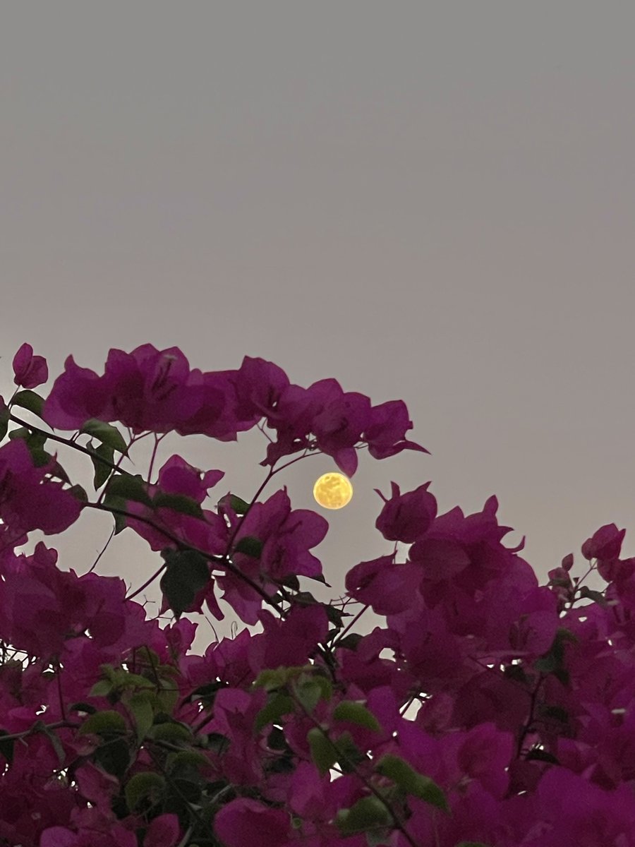 Matilda (@mansebanjaran) on Twitter photo 