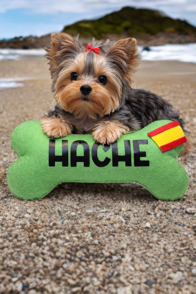 Presidente 💚🇪🇸 tweet media