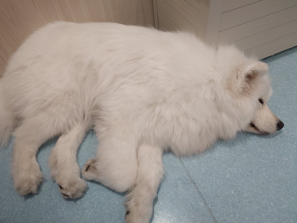 pochiff141's tweet photo. ずっと飼いたいと思ってるサモエドカフェ行ってきた〜！
モフモフすぎて可愛すぎる💕 https://t.co/GApXbjwSeV
