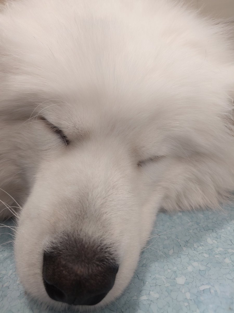 pochiff141's tweet photo. ずっと飼いたいと思ってるサモエドカフェ行ってきた〜！
モフモフすぎて可愛すぎる💕 https://t.co/GApXbjwSeV