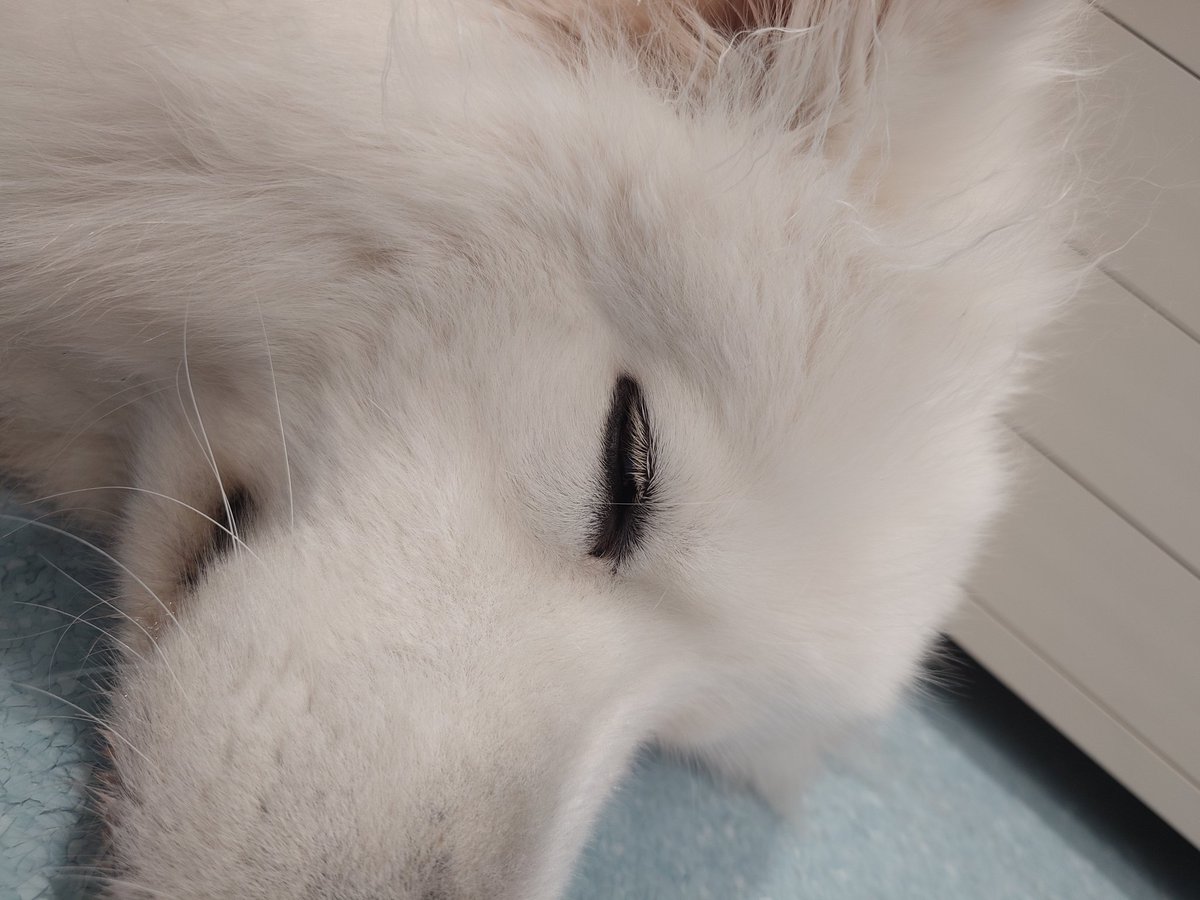 pochiff141's tweet photo. ずっと飼いたいと思ってるサモエドカフェ行ってきた〜！
モフモフすぎて可愛すぎる💕 https://t.co/GApXbjwSeV