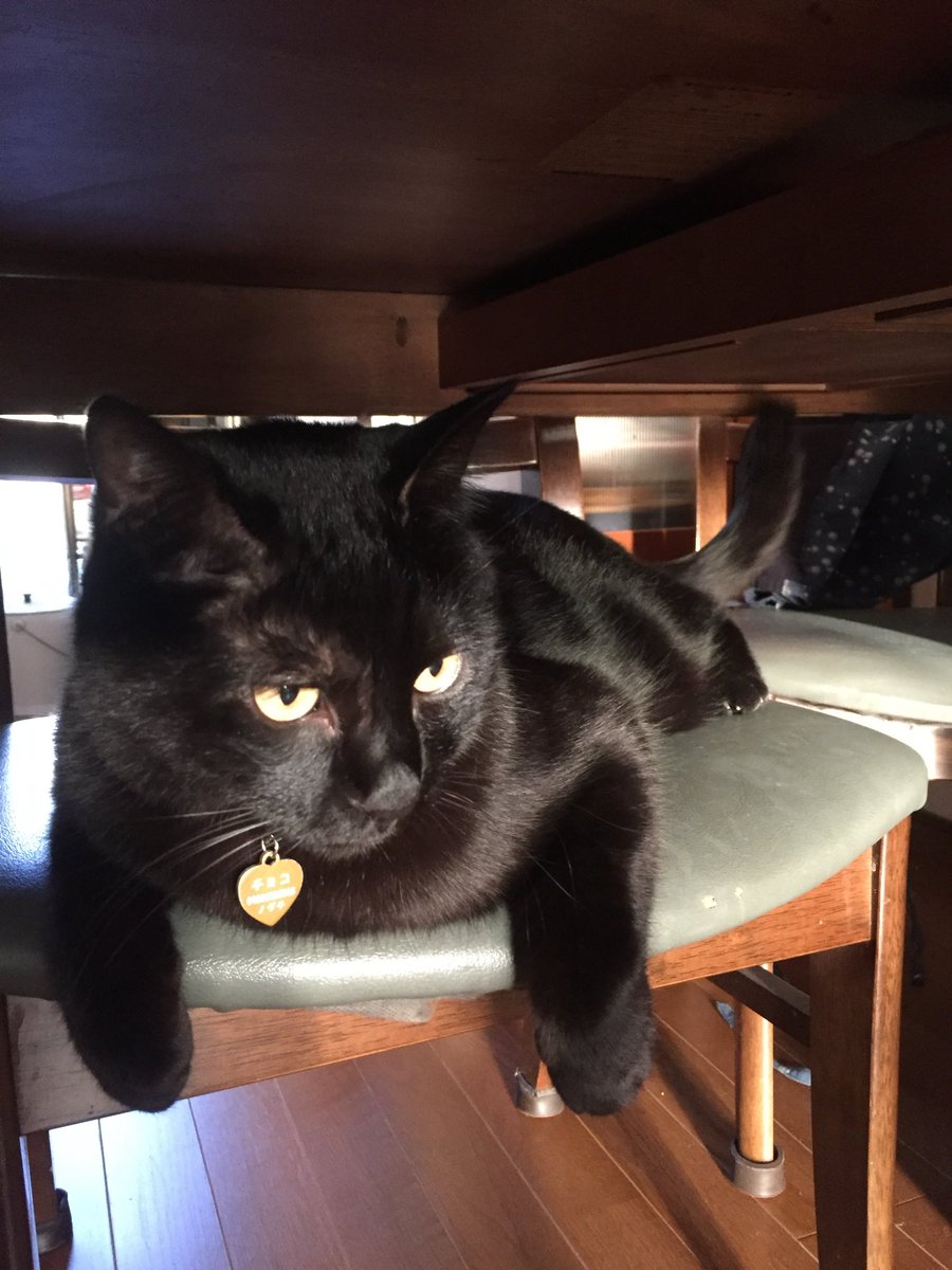 803Emi's tweet photo. 3月1日 チョコの命日
いつかきっと会おうね🐈‍⬛それまで頑張るよ。
#黒猫　#保護猫 #何年経っても忘れるなんてないから https://t.co/LkgquAx0Za