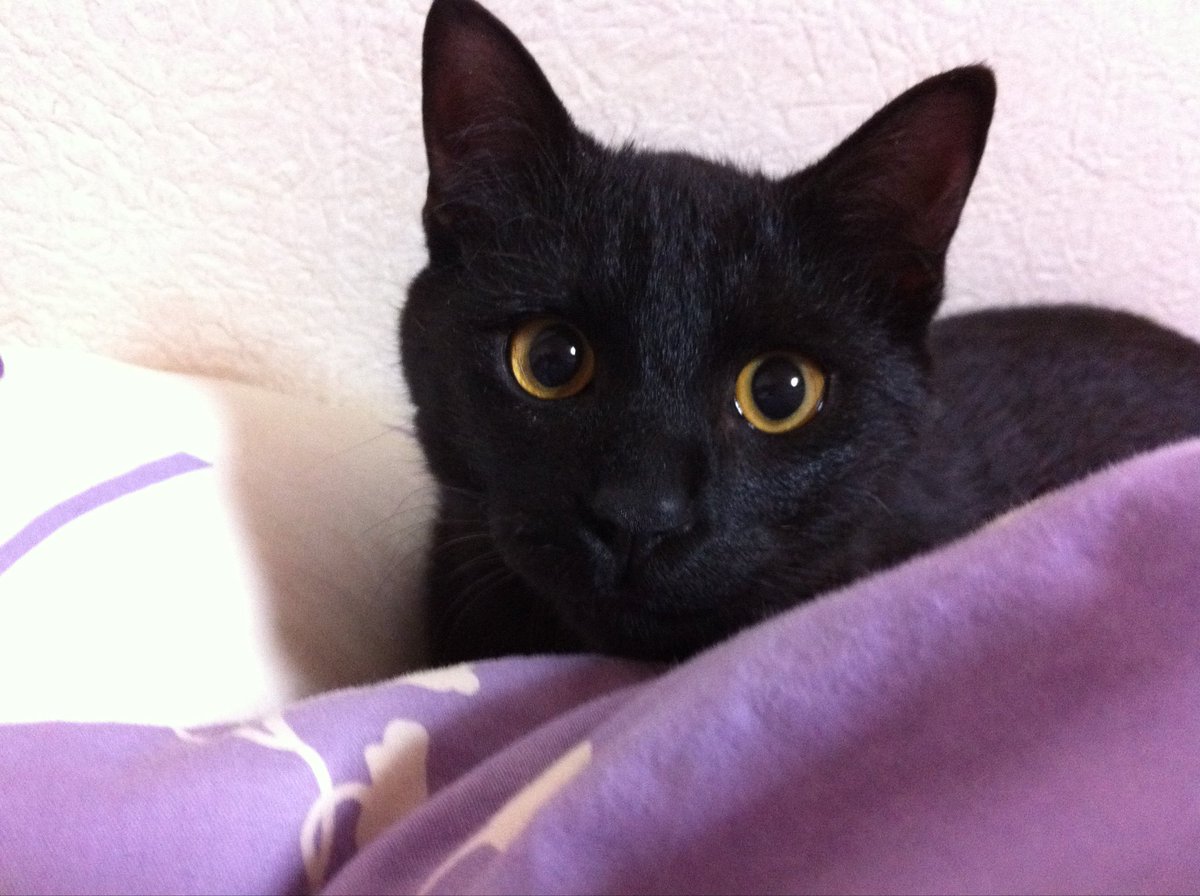 803Emi's tweet photo. 3月1日 チョコの命日
いつかきっと会おうね🐈‍⬛それまで頑張るよ。
#黒猫　#保護猫 #何年経っても忘れるなんてないから https://t.co/LkgquAx0Za
