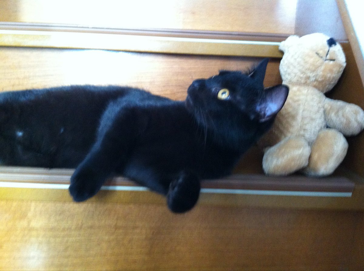 803Emi's tweet photo. 3月1日 チョコの命日
いつかきっと会おうね🐈‍⬛それまで頑張るよ。
#黒猫　#保護猫 #何年経っても忘れるなんてないから https://t.co/LkgquAx0Za