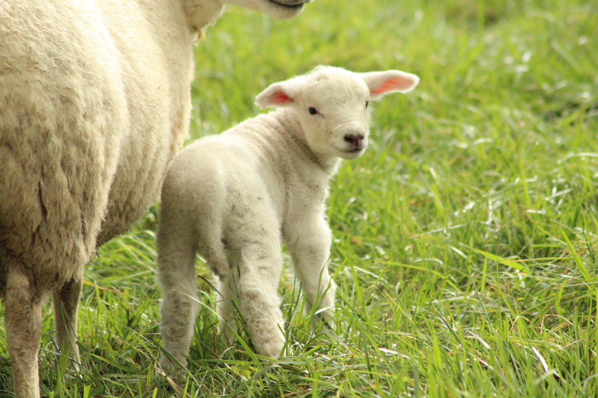 F4ICI🐀🐷 tweet media