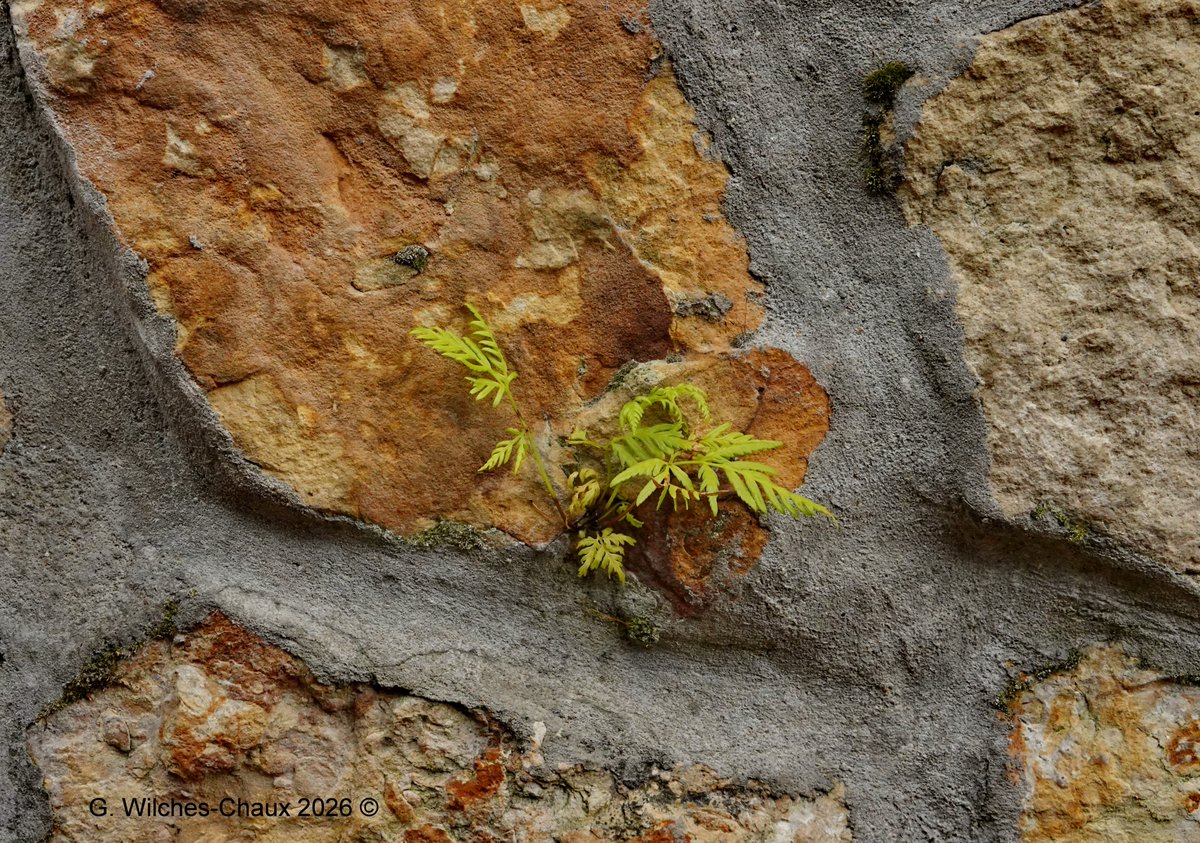 wilcheschaux tweet media