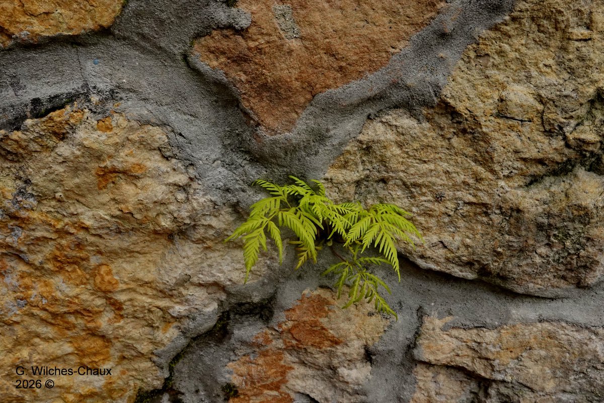 wilcheschaux tweet media