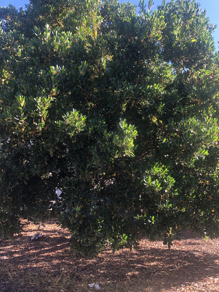 Anthony78644696's tweet image. “Do not underestimate the muteness of a tree. The rustling leaves of it can sing with the rival wind that many of us cannot do.”

- Munia Khan.
#leaves