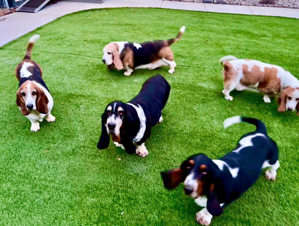 MocklerBassets's tweet photo. #MocklerBassets are pulling for our friend and sister Basset, Ruby, to win! #VoteRuby 🗳️ https://t.co/qizYWpaHgt