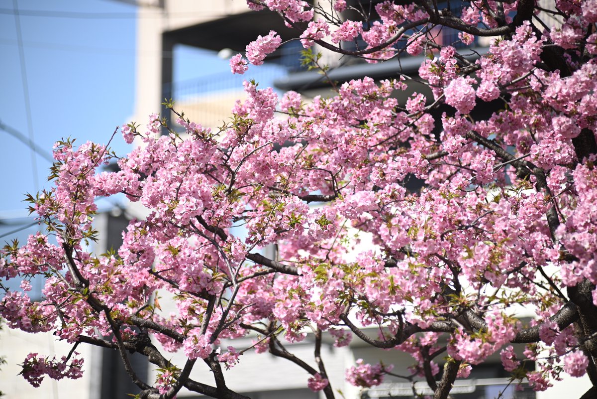 1970cherokee's tweet photo. Nikon Z5 Ai AF Zoom Nikkor ED 80-200mm F2.8D
こちらはすぐ近くのお宅の河津桜
#NikonZ #オールドレンズ #MonsterAdapter https://t.co/gbeuy0Phcl