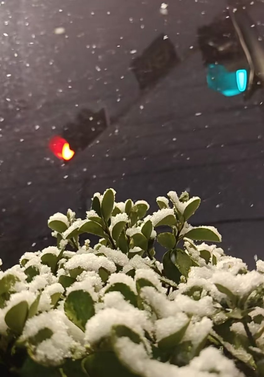 Julyyuzhi's tweet photo. 2026.03.01
原来春天是带雪冲寒着迎来的。 https://t.co/jqZbVWOCVF