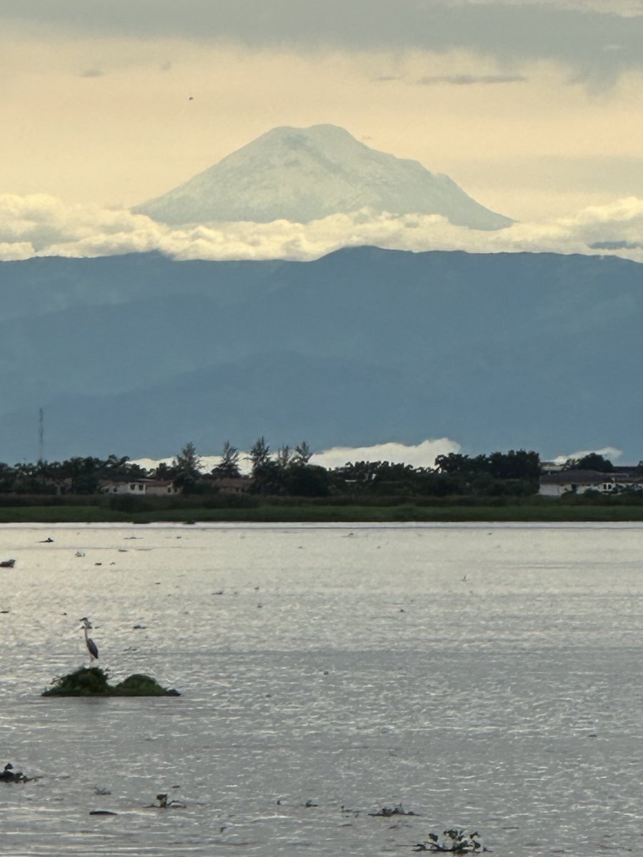 richardortiz36's tweet photo. El Chimborazo hoy 1 de marzo 2026 visto desde el Babahoyo con una  Garza decorativa https://t.co/uW9oGt0rbP