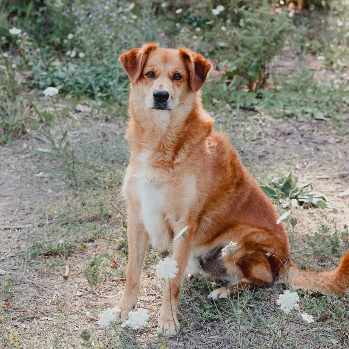 #PONTEVEDRA
#PINKY tiene 9 años, lleva tres en el refugio sin que nadie haya reparado en él. 

Cuando llegó era bastante desconfiado, pero cada vez va mejor y pasea que da gusto!

En principio preferiríamos que este peludito fuese hijo único porque se pone nervioso con otros