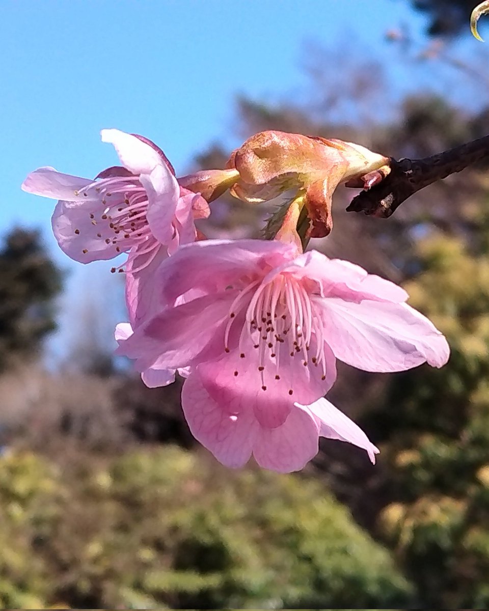 暖かい陽気に誘われて伊豆へドライブ
脇道に一本だけ咲いていた河津桜があまりにキレイだったので🌸