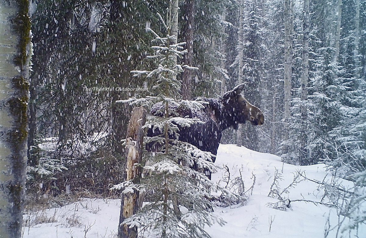 bushcamp2's tweet photo. There’s something about moose in a snowfall that I find special.  For those that haven’t seen this one before, here it is agin https://t.co/zdC0C4WJAf