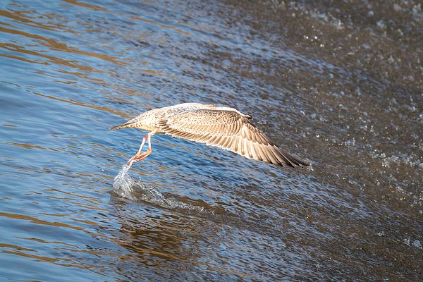 DebraMartz's tweet image. This young American Herring Gull was lifting off from the spillway with its wings covering its face.
debra-martz.pixels.com/featured/not-s… 

#AmericanHerringGull #seagull #liftoff #inflight #wings #bird #aves @debramartz #BirdLovers #featheredFriends #photography #PhotographyIsArt #giftideas