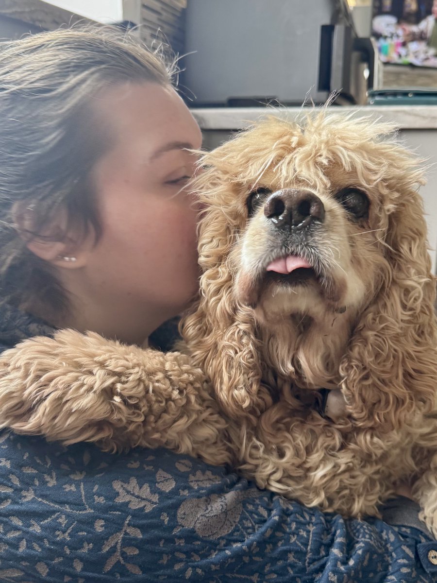 Super Spaniels tweet media