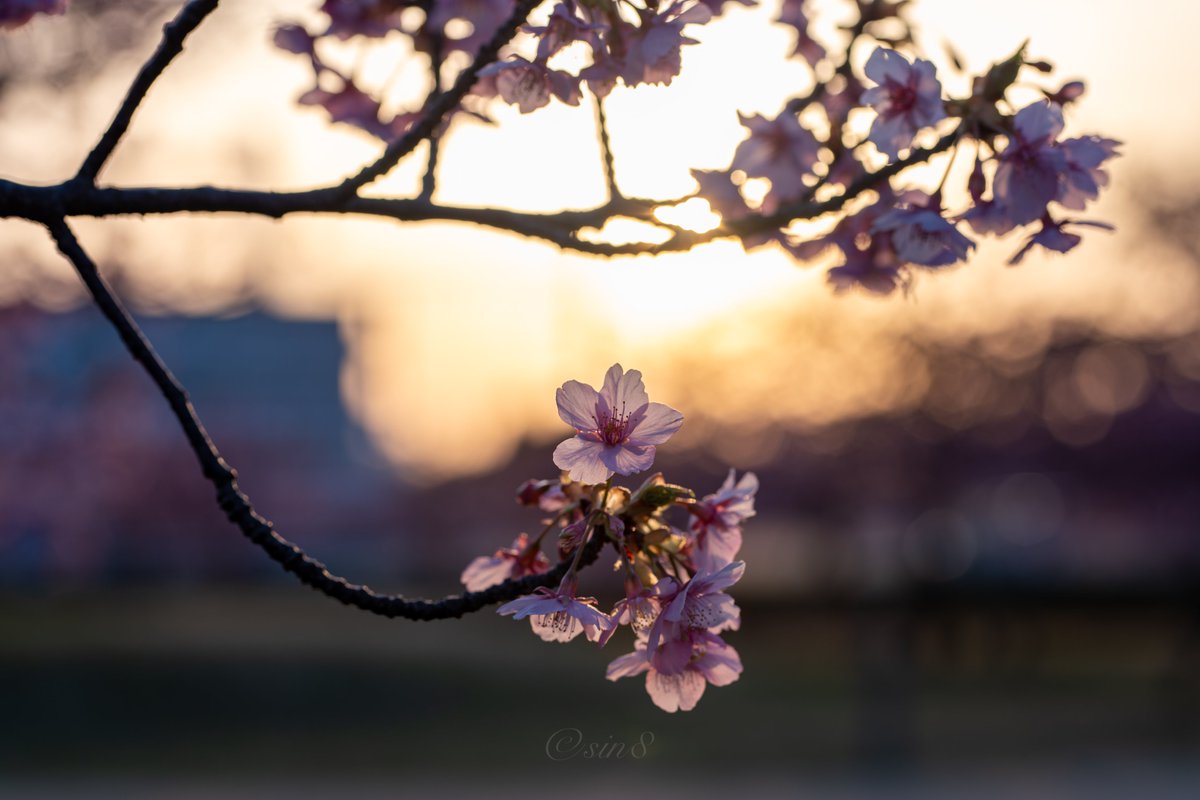 harmony_of_sin8's tweet photo. 河津桜
#Z6III https://t.co/5YhCHpFfRx