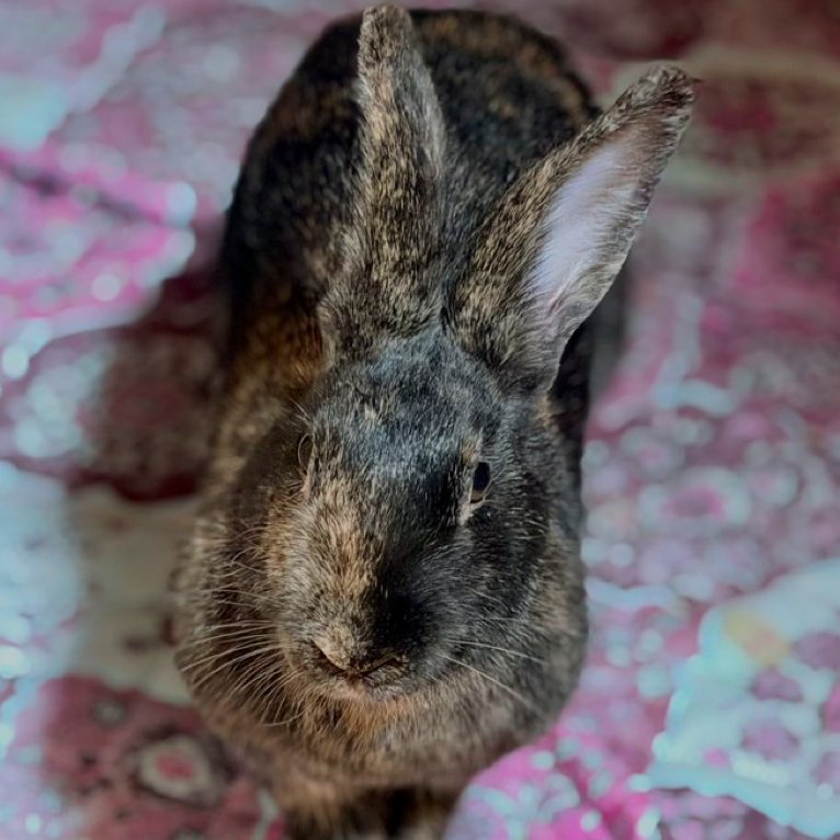 Rabbit of the Day 🐰 tweet media