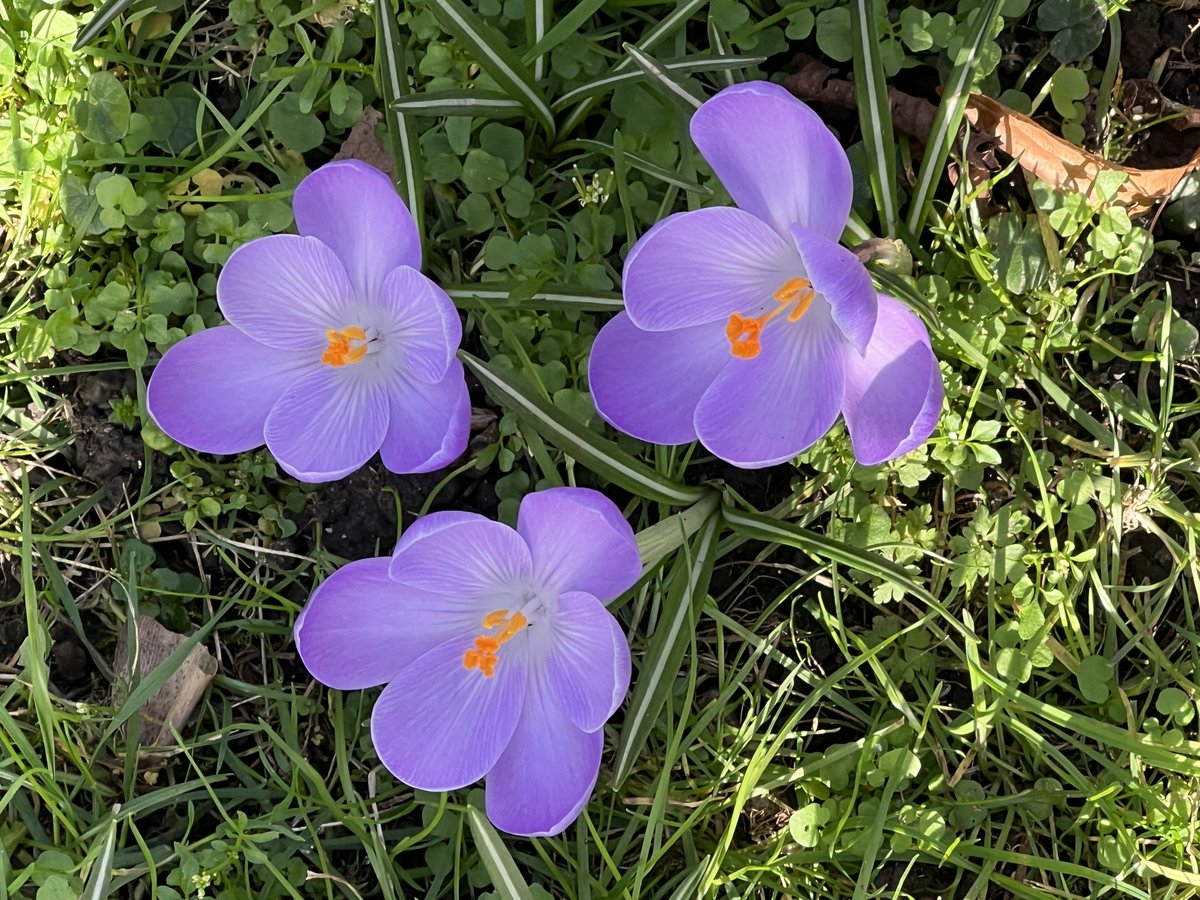 dko87's tweet photo. Spring sunlight softly,
Petals wake in quiet breeze —
Earth smiles in color. https://t.co/kZww6EPnpd