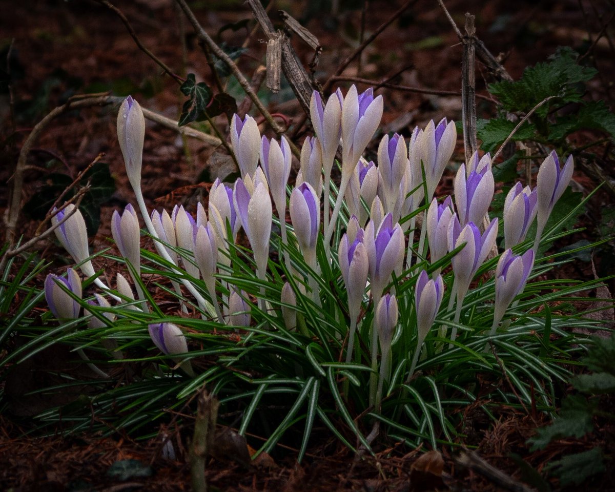 Connie van Vuuren tweet media