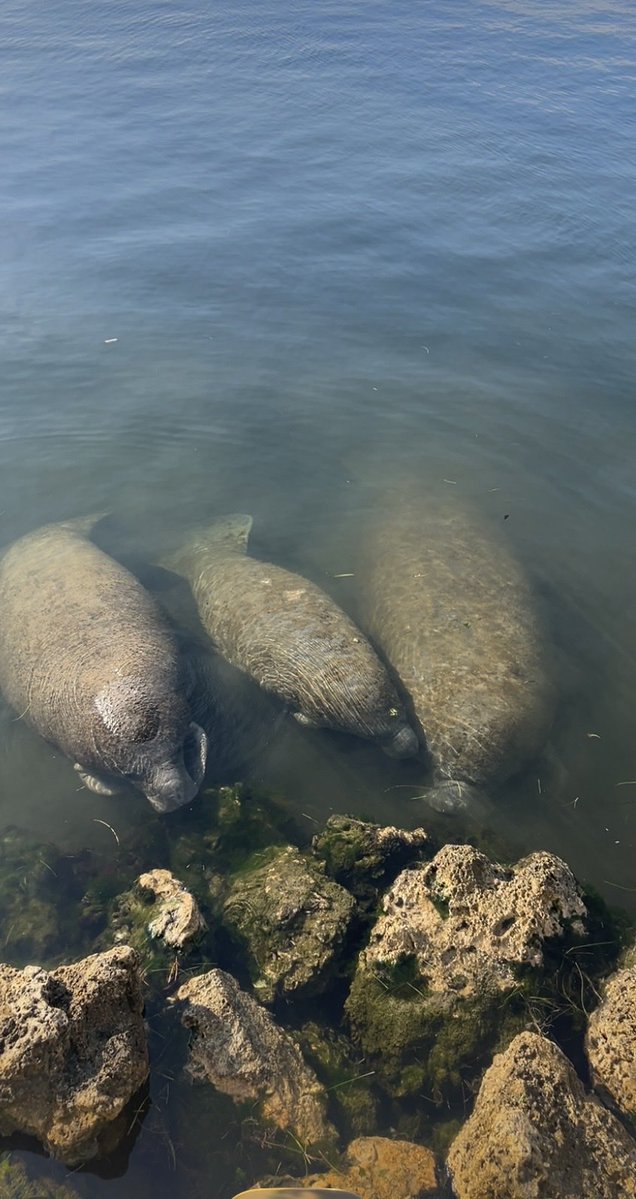 Jesse Marks tweet media