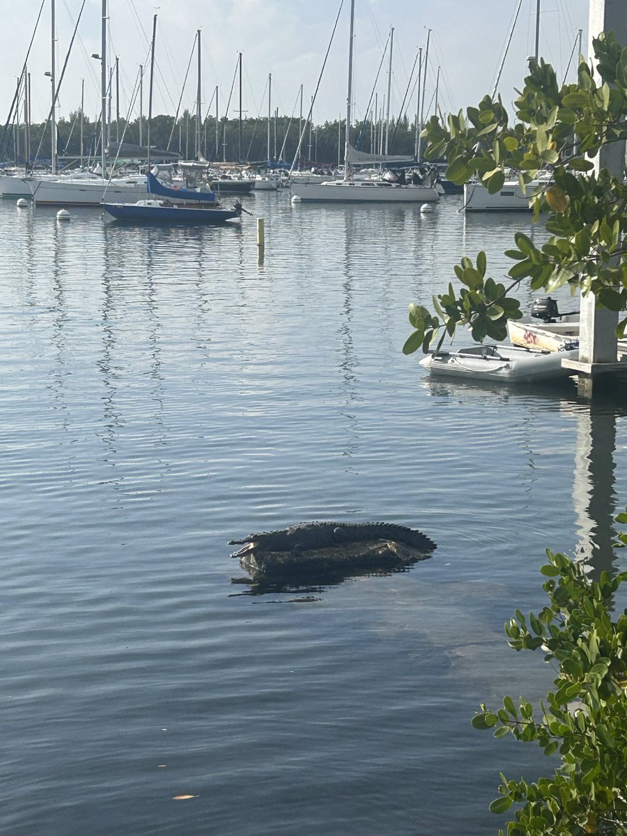 Jesse Marks tweet media