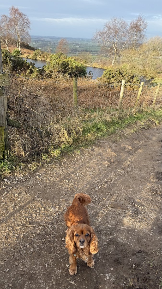 Another Sunday, another hike for my little sparrow legs 🤣🚶‍♀️🐶🐾 🤪#CavPack