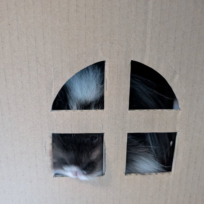 Rabbit of the Day 🐰 tweet media