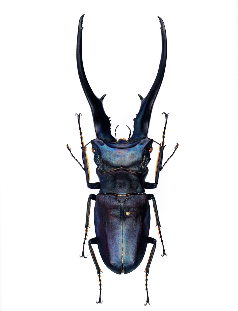 キクロ マニア tweet media