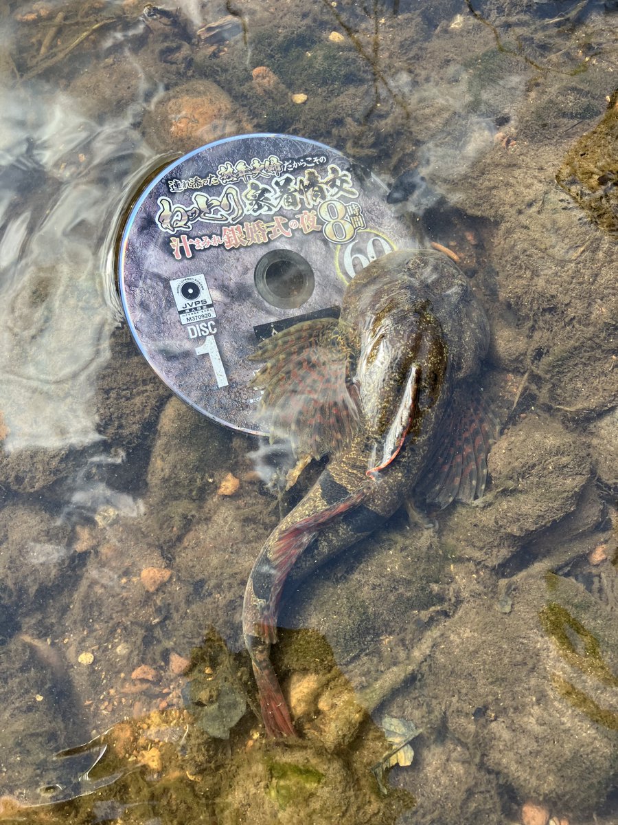 エゾハナカジカです