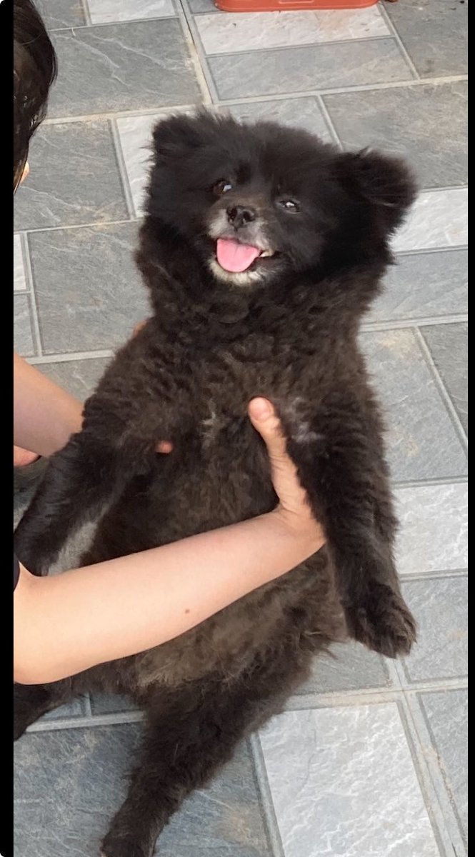 kenshiro_1113's tweet photo. [ベリーキュート]
犬がホームラン級に子熊 https://t.co/QIYDTP3JNH