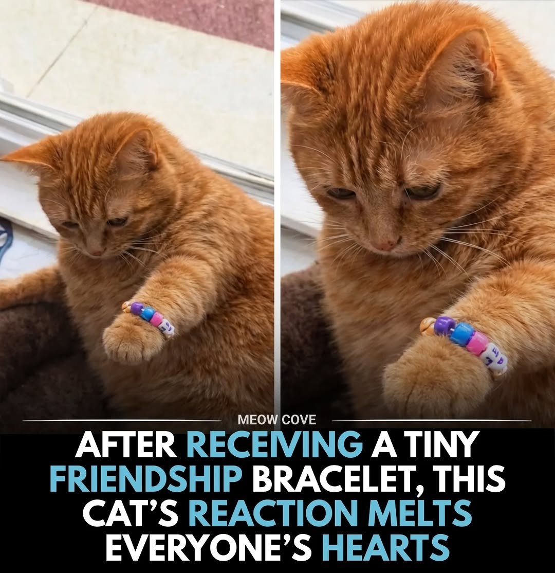 catsareblessing's tweet photo. https://t.co/x8HfGB9QSs