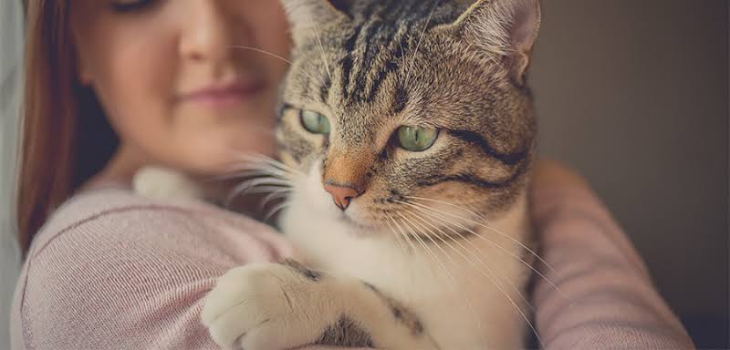 Tio Felino (Leo) tweet media