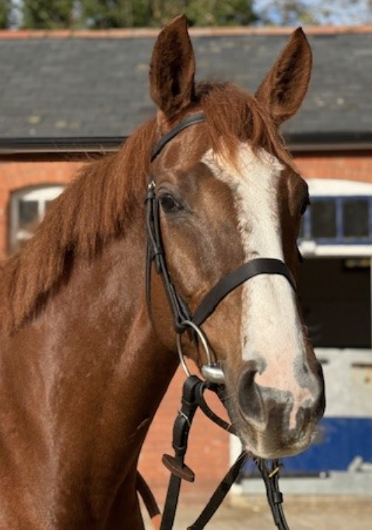Ginger Joe Racing & Golf tweet media