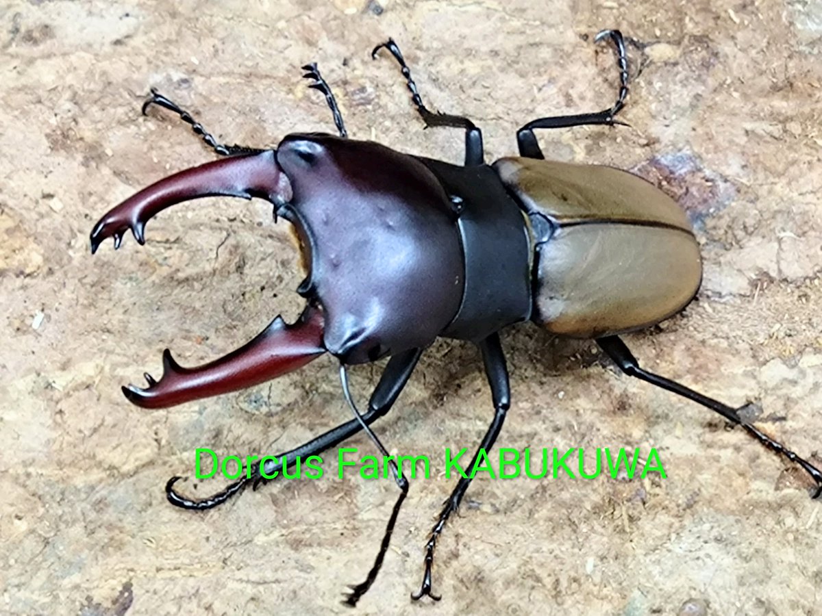 かぶぶくわわ (@mushi_lowkun) / Posts / X